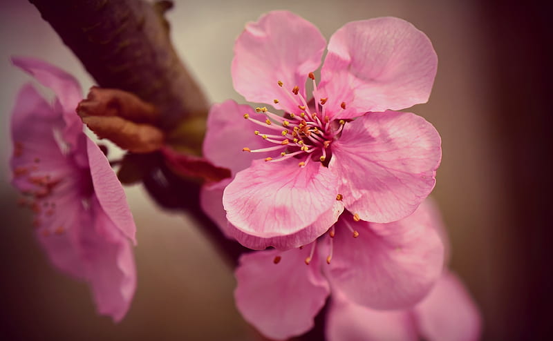 Japanese Cherry Blossoms Macro Ultra, Seasons, Spring, Pink, Flowers, Macro, Blooming, Blossom, Bloom, cherryblossom, HD wallpaper