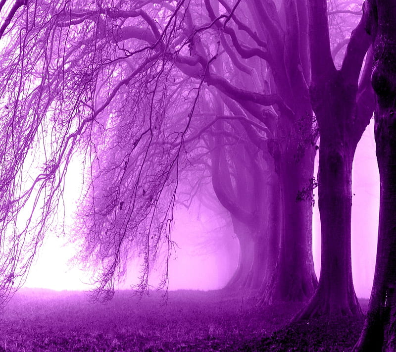 Purple Fog, landscape, nature, new, samsung nexus, trees, HD wallpaper