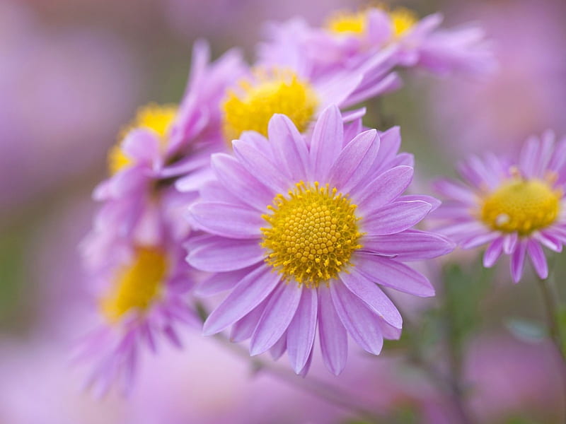 Daisies Daisies Purple Flowers Garden Nature Hd Wallpaper Peakpx