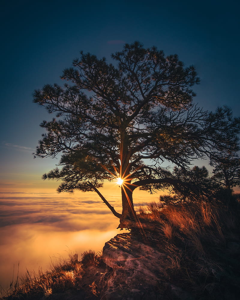 tree, cliff, fog, sunrise, dawn, morning, sunlight, HD phone wallpaper