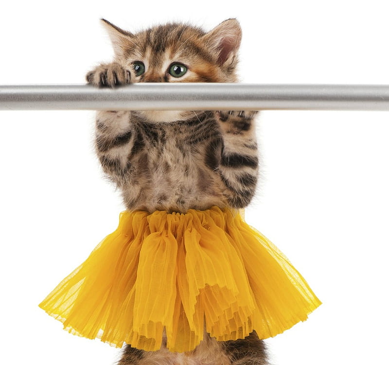 Ballerina, paw, tutu, yellow, cat, cute, funny, kitten, pisica, HD wallpaper