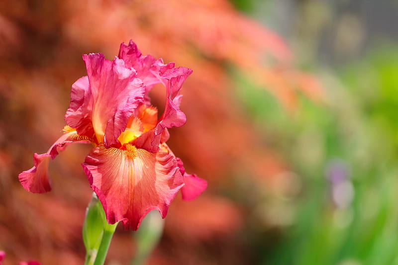 Pink iris, pretty, lovely, flower, garden, bonito, lonely, iris, HD wallpaper