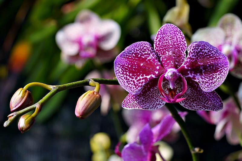 Orchidea, virag, termeszet, viragzas, HD wallpaper