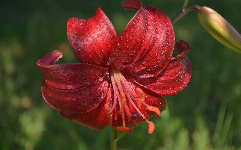 Flores, Flor, Lirio, Flor Roja, Fondo de pantalla HD | Peakpx