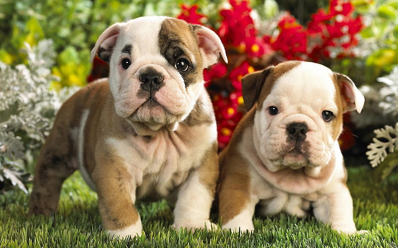 English Bulldog, puppies, cute animals, pets, flowers, English Bulldog Dogs, funny dog, HD wallpaper