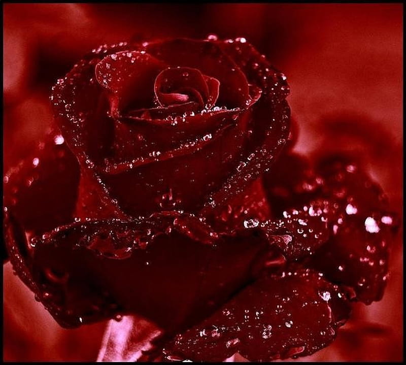 Beautiful roses, red, red roses, wet, water drops, flowers, beauty ...