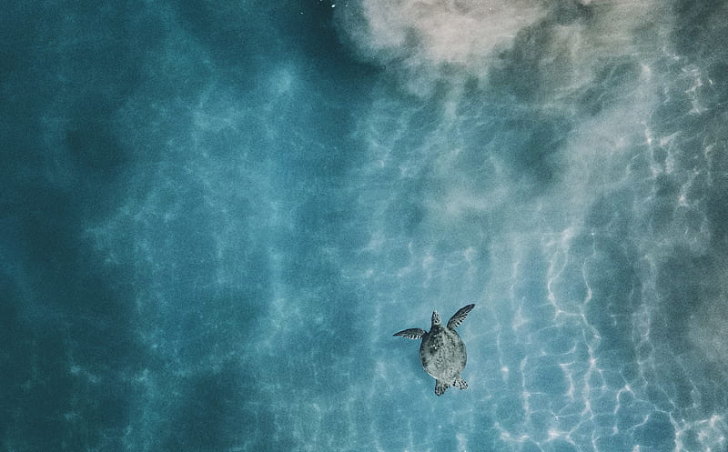 aerial of sea turtle in body of calm water, HD wallpaper