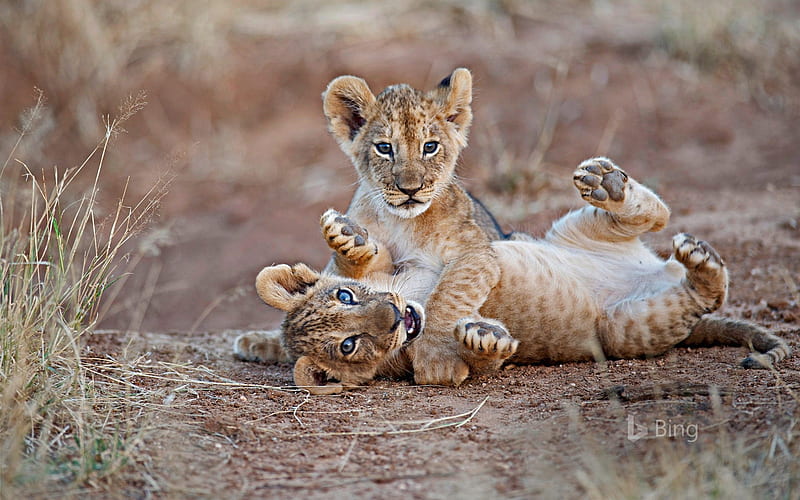Cute Lion Cub Siblings Playing, Lion, Cute, Siblings, Cub, Playing, HD wallpaper