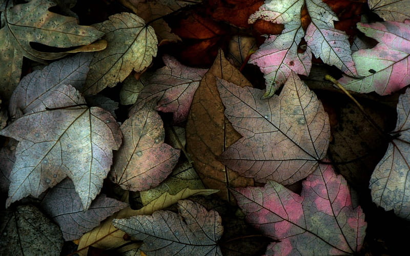 Autumn leaves, autumn, pink, texture, leaf, HD wallpaper | Peakpx