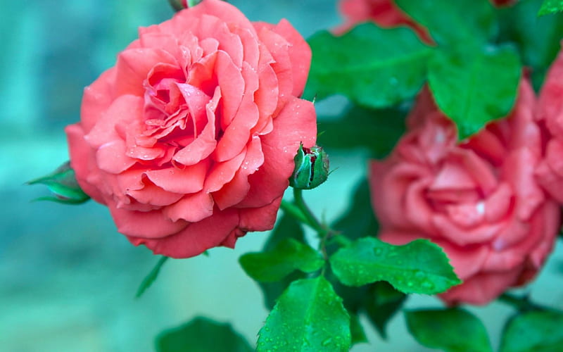 Roses, flower, rose, green, pink, HD wallpaper | Peakpx