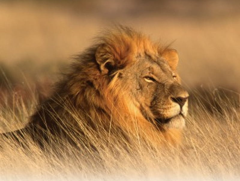 AFRICAN LION, bushveld, savannah, big five, lionc wildlife, cats, HD wallpaper