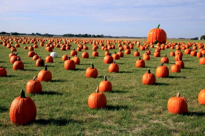 Pumpkins And House, Pumpkins, Grass, Orange, Sky, House, Iowa, HD wallpaper