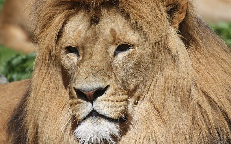 Lion predators, wildlife, HD wallpaper