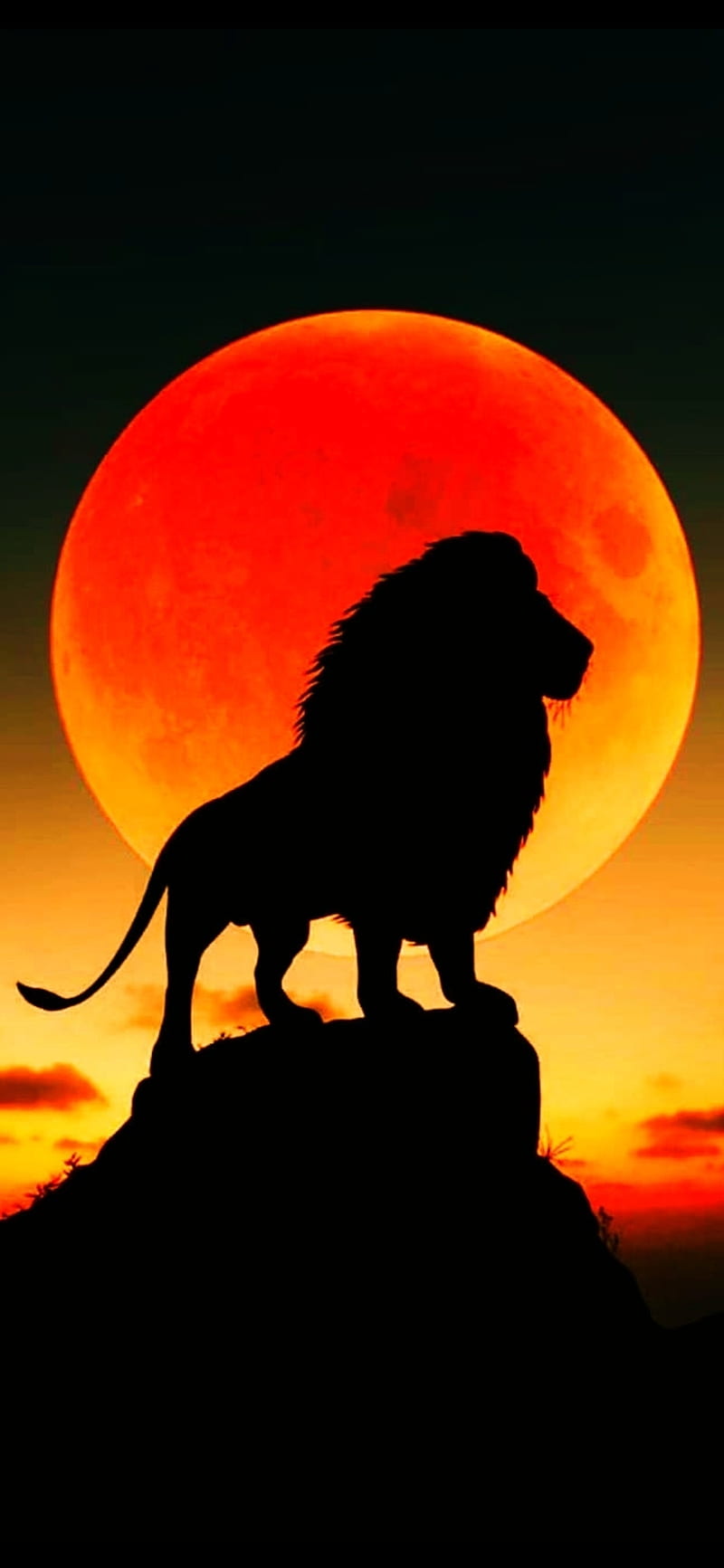 Lion King, amoled, animal, dark, nature, power, wild, wise, zoo, HD phone wallpaper