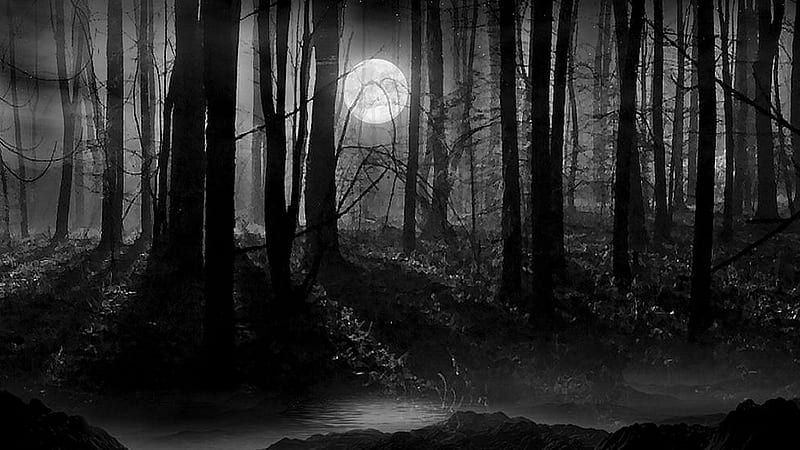 Moonlight in Dark Woods, mystical, goth, forest, gothic, full moon, woods, black and white, Firefox Persona theme, HD wallpaper
