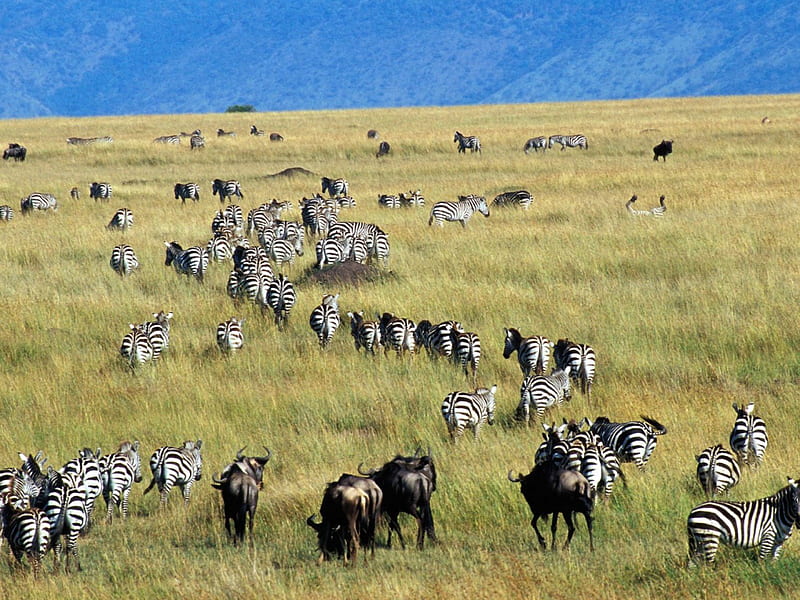 Migration Of Burchells, wildebeests, sky, zeebras, field, HD wallpaper