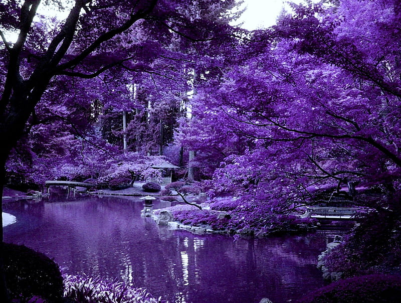 Violet Japanese garden , expression, new, color, garden, violet, HD wallpaper