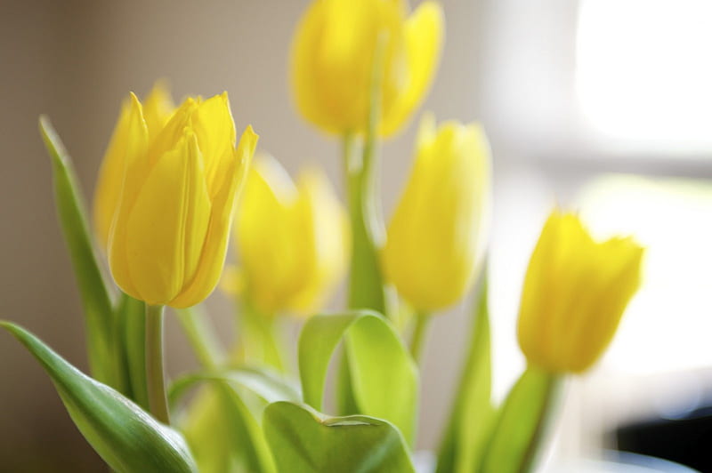 BRIGHT FEELINGS, warm, fresh, home, yellow, sunny, spring, energy, green, love, bright, siempre, flowers, nature, tulips, morning, HD wallpaper