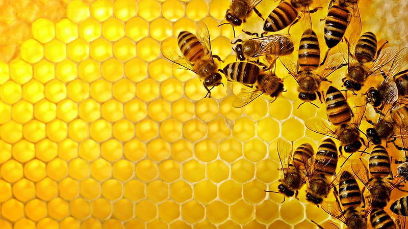 Golden Hive., gold, hive, honey, bees, HD wallpaper