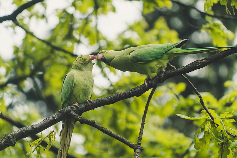 two green parrots perched on tree branch during daytime, HD wallpaper