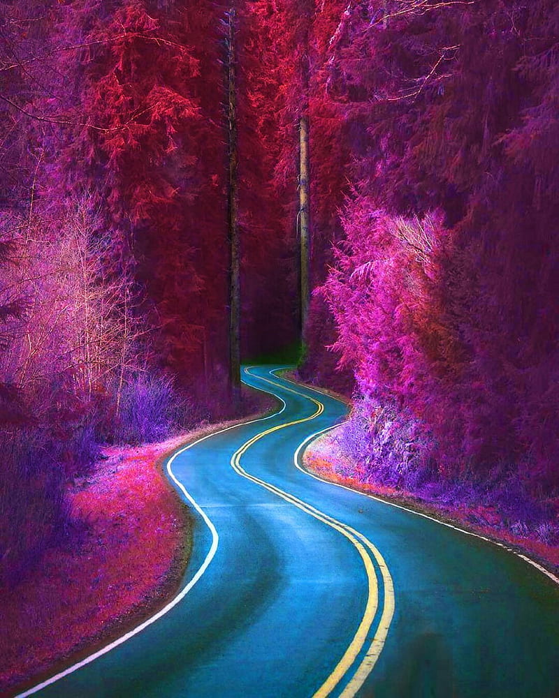 The rainbow road, beautiful forest, flowers, forest, nature, HD phone wallpaper