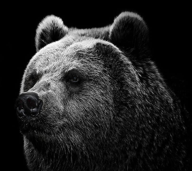 grizzly bear, HD wallpaper