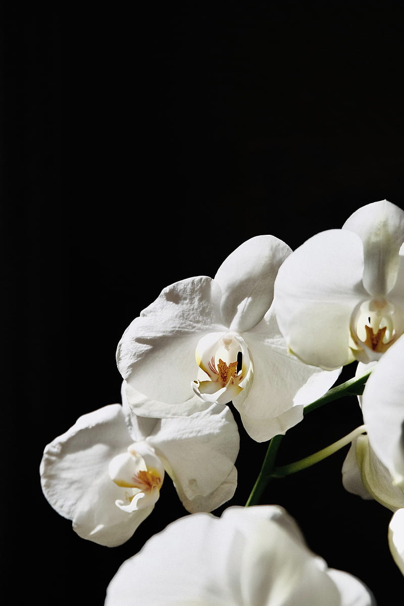 orchid, flower, white, plant, macro, HD phone wallpaper
