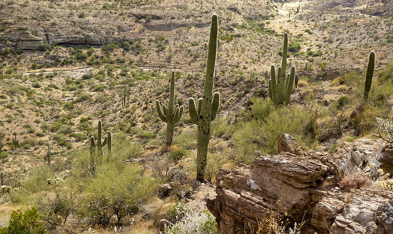 Saguaro Cacti in Arizona Desert, Deserts, Landscapes, Nature, Cactus, HD wallpaper