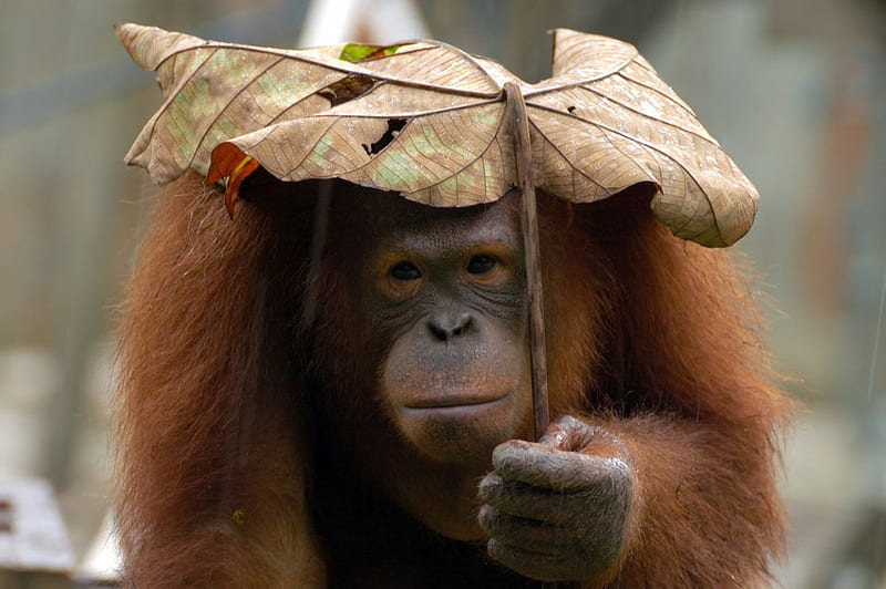 Just another rainy day ☂, orangutan, umbrella, rain, funny, leaf, HD wallpaper