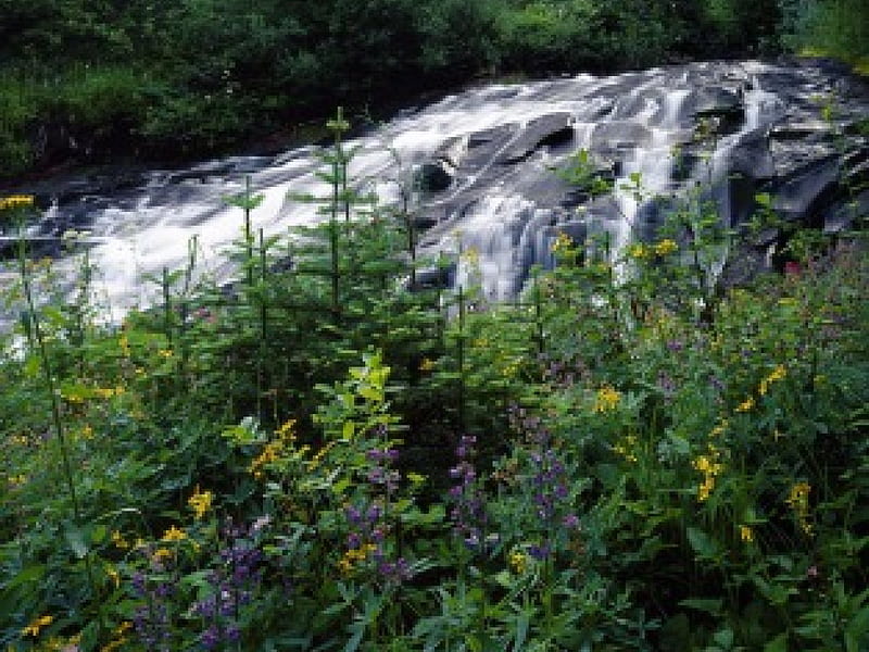 Wildflowers-Along-Paraíso-Creek-Mount-Rainier-National-Park-Washington., water, bonito, nature, cachoeira, flowers, HD wallpaper