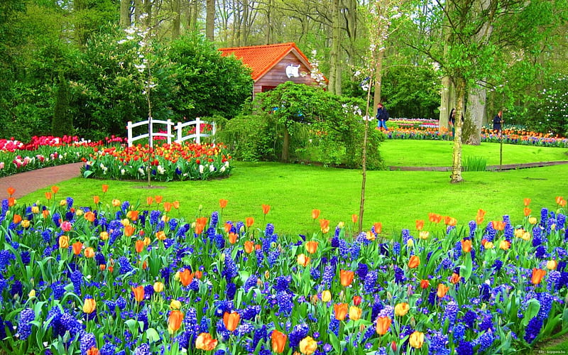 Walking in Keukenhof garden, pretty, colorful, lovely, bonito, park, trees, freshness, alleys, Holland, bridge, people, summer, flowers, garden, nature, tulips, HD wallpaper