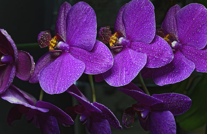 Orchids, orhidee, flower, purple, orchid, HD wallpaper