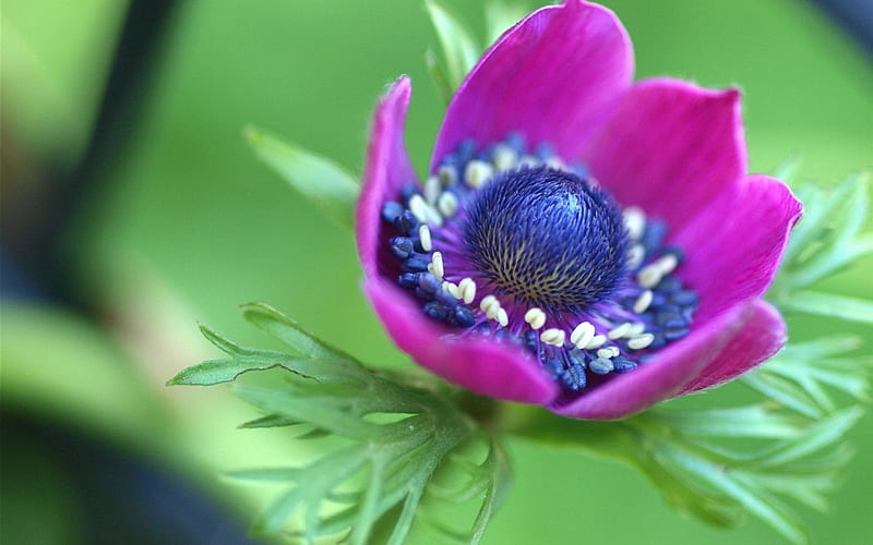 Anemone, purple, green, flower, pink, blue, HD wallpaper