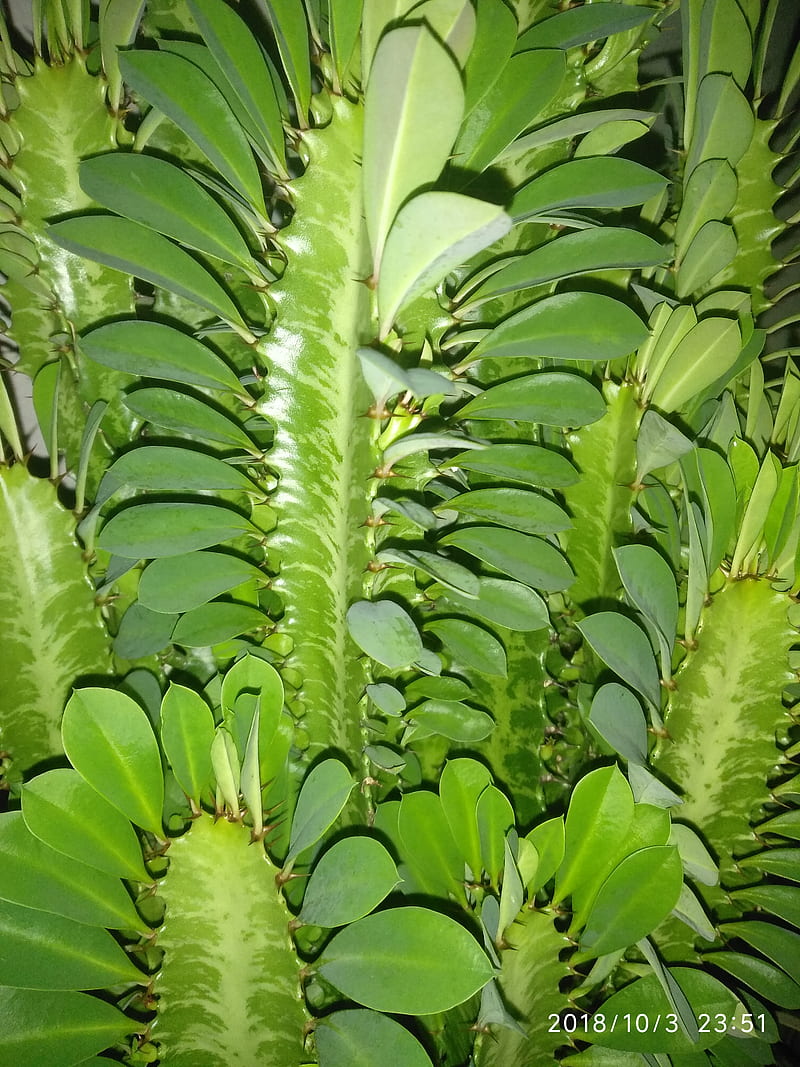 Euphorbia tigrina, cactus, HD phone wallpaper