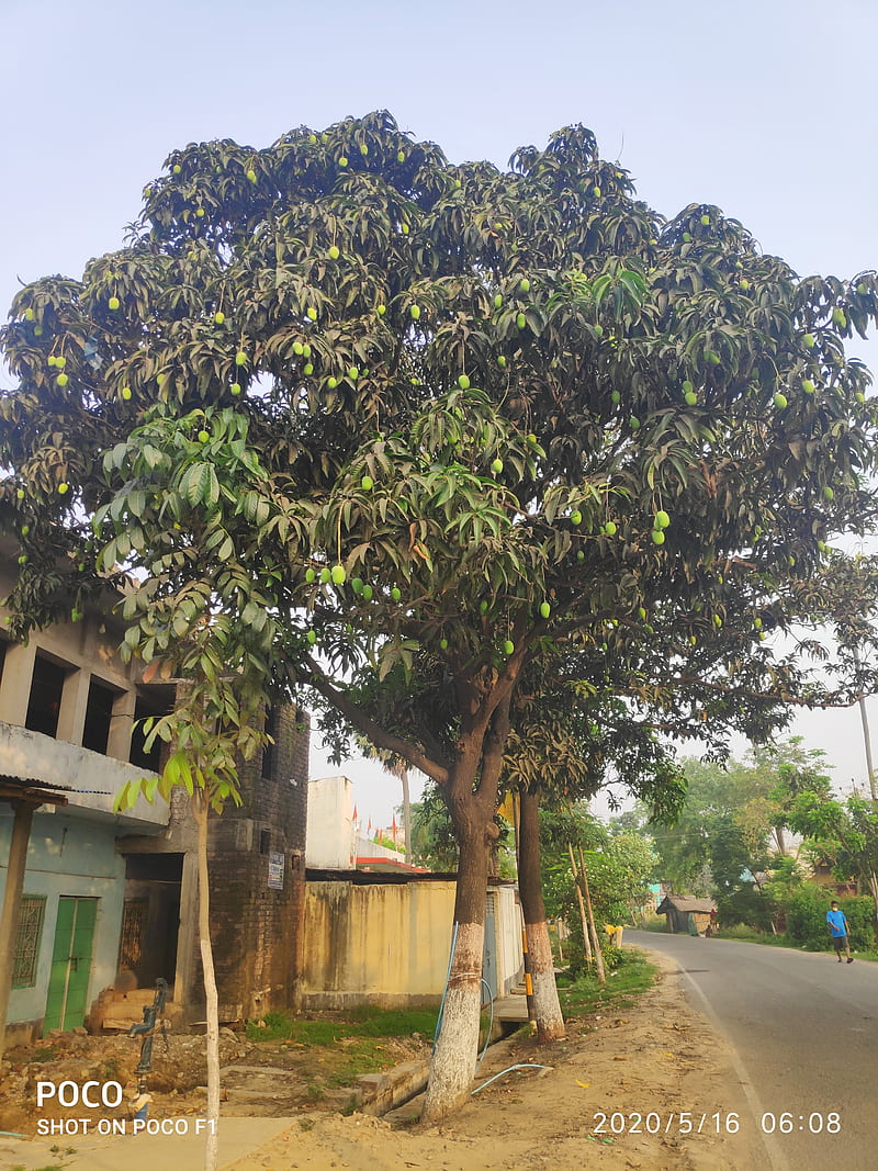 Mango tree, magic, road, HD phone wallpaper