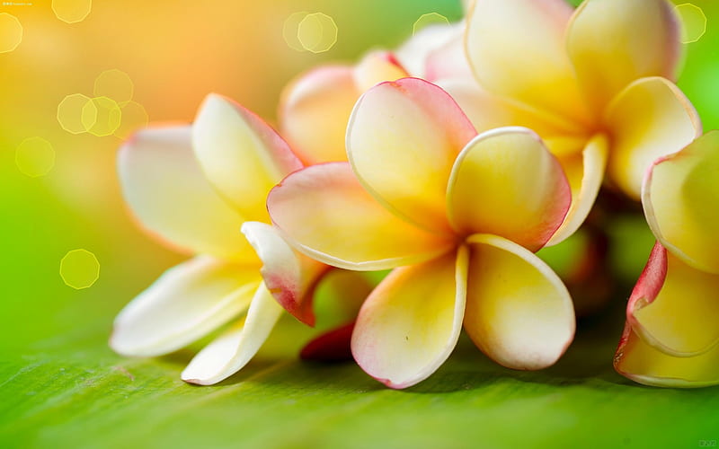 PLUMERIA, COLORS, DESIGN, PETALS, ABSTRACT, HD wallpaper | Peakpx