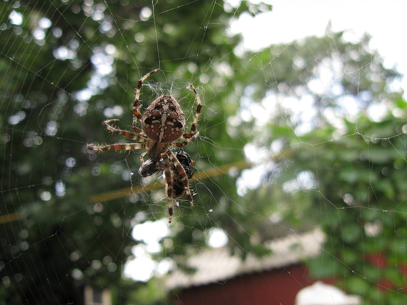 Little spider having dinner, bee, spiderweb, spider, garden spider, HD wallpaper