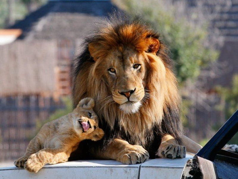 Happy father's day!!, cub, feline, father, lion, HD wallpaper