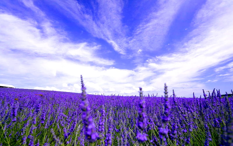 LAVENDER FIELD for SUSANA(chu41), friend, lavender, gift, purple, blossoms, flowers, fields, susana, field, meadow, HD wallpaper
