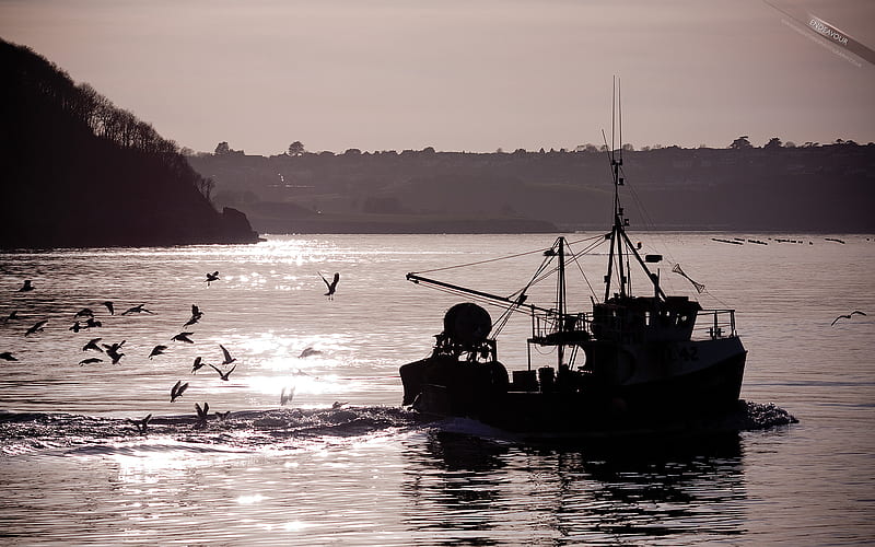 Last Endeavour of the day, boat, devon, dusk, torbay, sunset, brixham, sea, fishing, HD wallpaper
