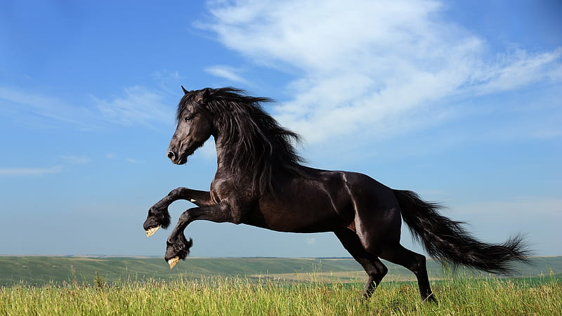 Horse Jump, jump, black, horse, animals, HD wallpaper
