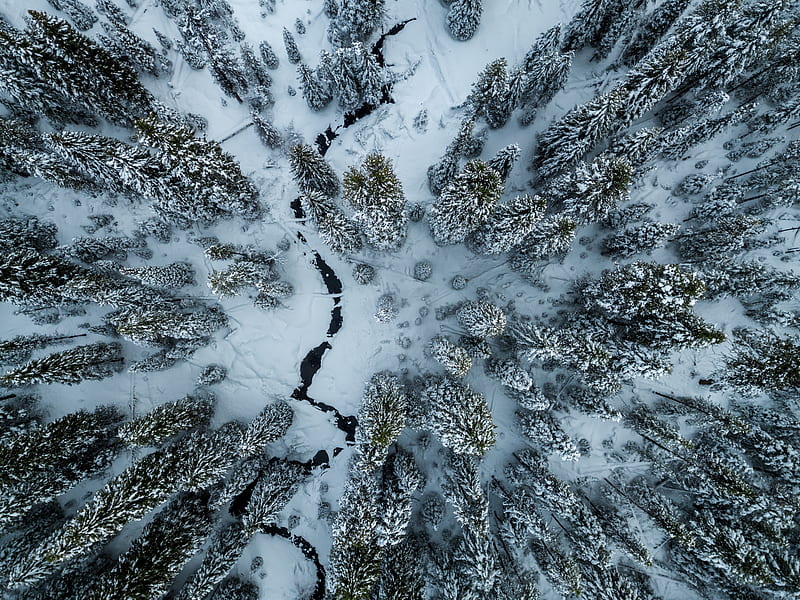 trees, winter, aerial view, snow, cranny, HD wallpaper