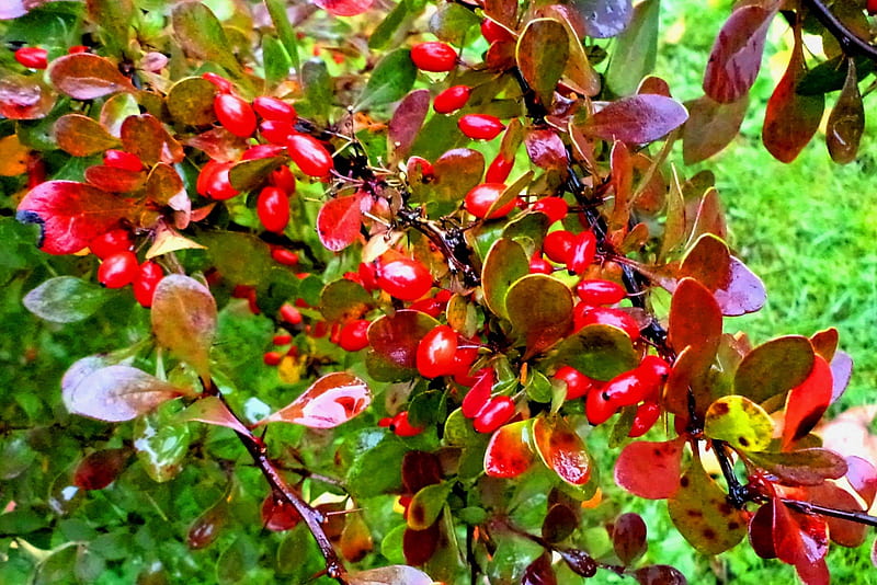 Autumn fantasy, beauty, flowers, autumn, fantasy, HD wallpaper Autumn fantasy, beauty, flowers, autumn, fantasy, HD wallpaper