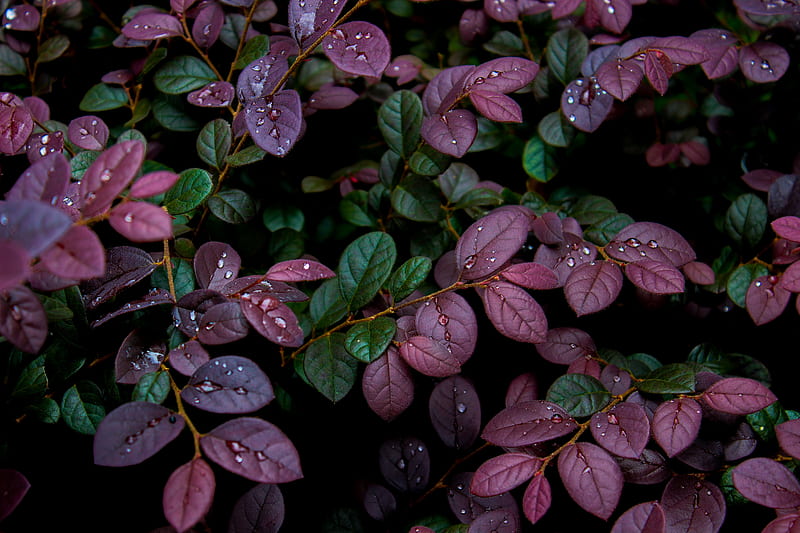 leaves, plant, dew, drops, moisture, flower, HD wallpaper