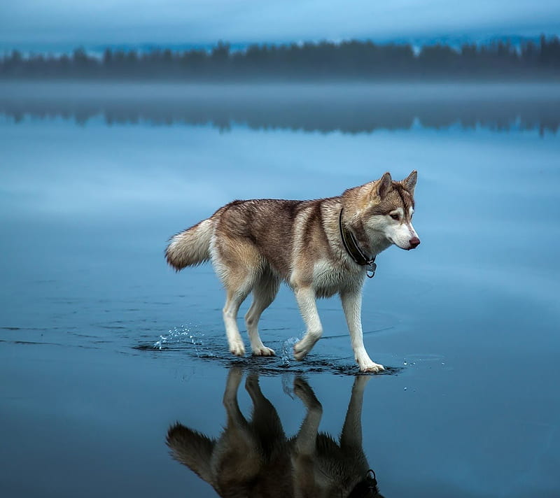 Dog walking on water, husky, lake, nature, pond, HD wallpaper
