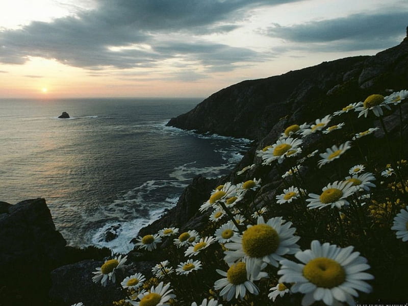 Cape Finisterre, Spain, rock, yellow, sunset, sky, clouds, lake, daisies, mountain, water, flowers, day, nature, cliff, white, pink, HD wallpaper