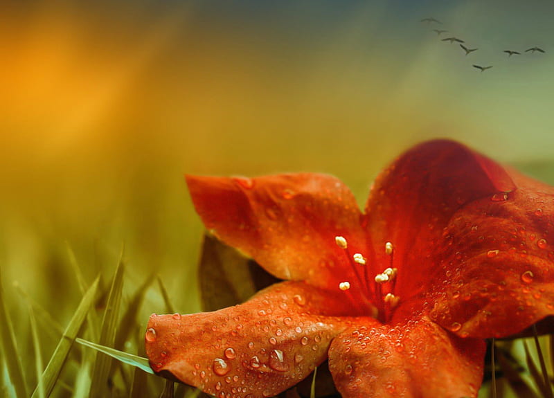 RAIN, GLOWER, DROPS, FLOWERS, RED, HD wallpaper