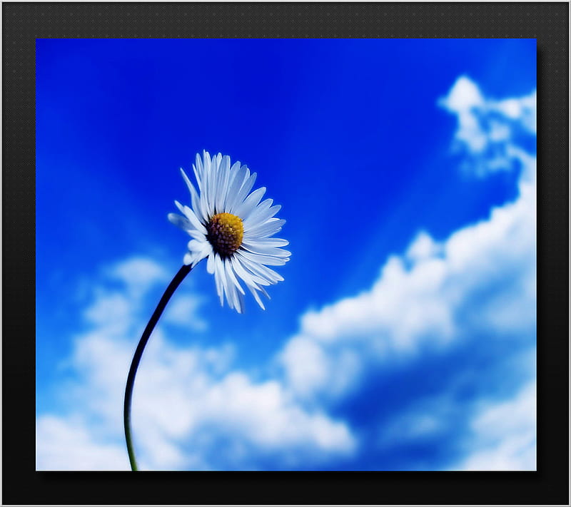 Spring Time, blue, clouds, daisies, flowers, petals, sky, white, HD wallpaper