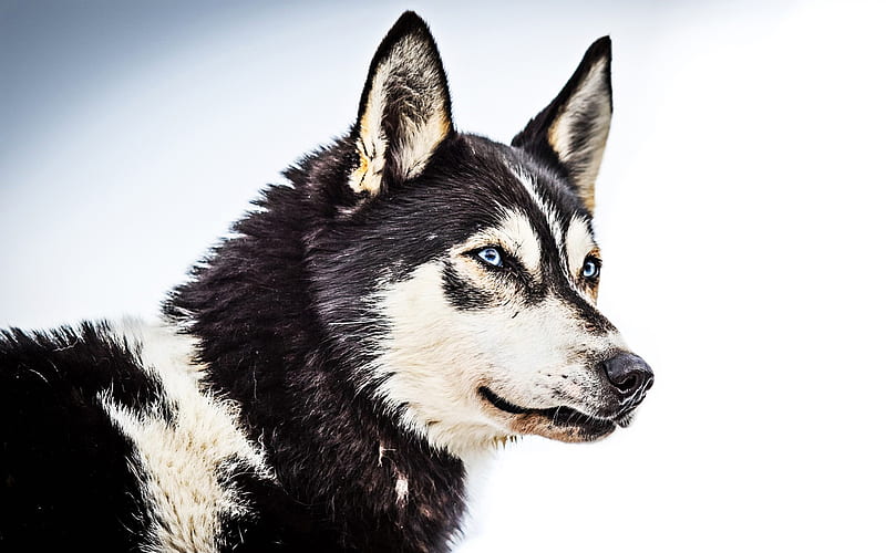 Husky Dog, dog with blue eyes, bokeh, winter, close-up, pets, cute animals, Siberian Husky, dogs, Husky, HD wallpaper