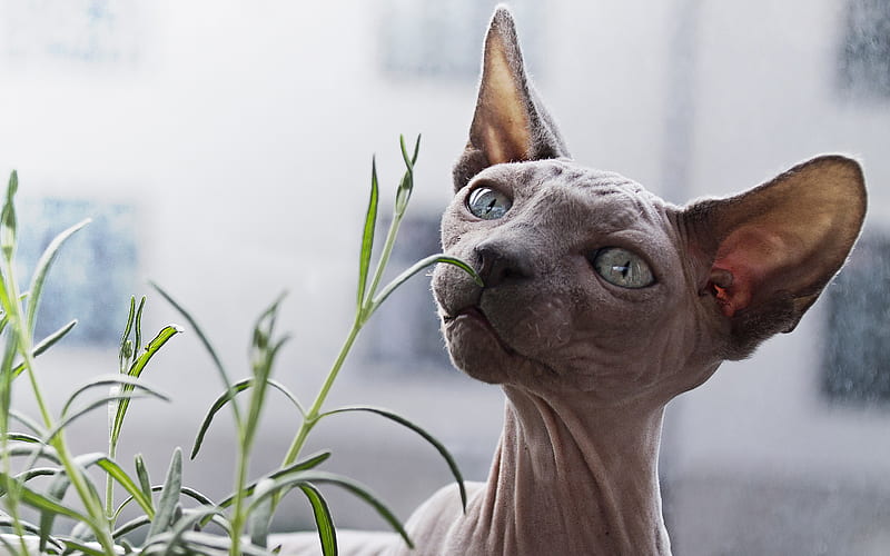 Sphynx cat, breed of hairless cats, gray cat, portrait, face, pets, cats, HD wallpaper